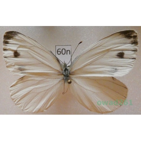 Pieris melete Ménétriés, 1857 Russia60n